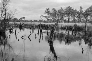 Pietzmoor Moorlandschaft Lüneburger Heide