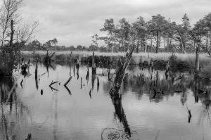 Pietzmoor Moorlandschaft Lüneburger Heide 