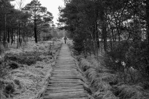 Pietzmoor Rundwanderweg Pietzmoor Rundwanderweg