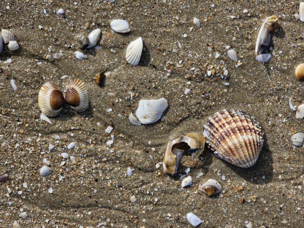 bunte Muschelvielfalt am Strand von Cabourg