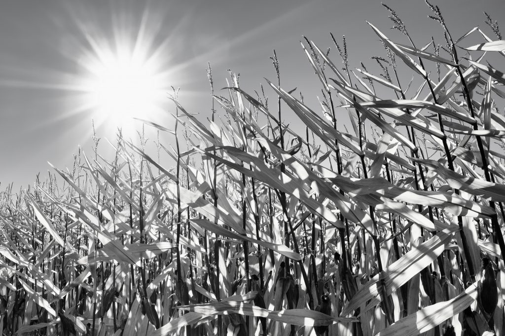 HERBST: Maisfeld in der Abendsonne
